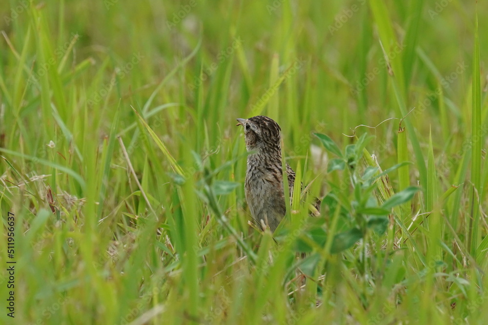 eurasian skylark in a field eurasian skylark in a field