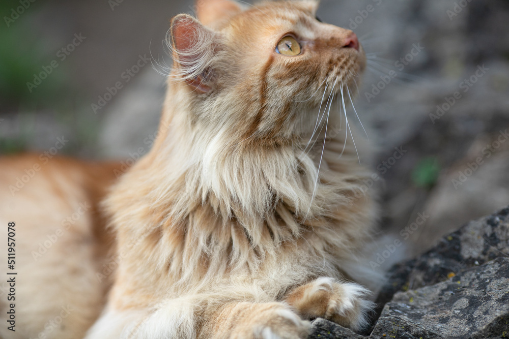 red-haired beautiful cat with long hair walks on the street on the green grass. Summertime. Fresh green grass red-haired beautiful cat with long hair walks on the street on the green grass. Summertime. Fresh green grass