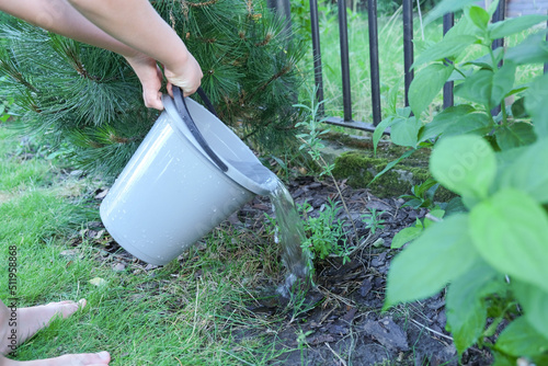 Fototapeta Water the plants with water from a bucket