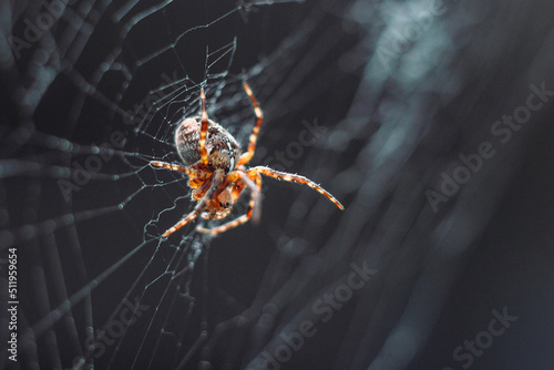 Spider on the web Fototapet