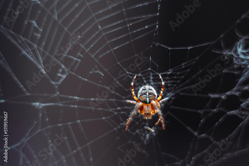 Spider on the web