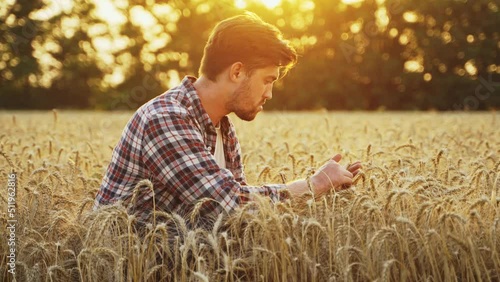 Agronomist examining cereal crop before harvesting sitting in golden field on sunset. Smiling farmer holding a bunch of ripe cultivated wheat ears in hands. Rancher in stubble. Organic farming concept photo