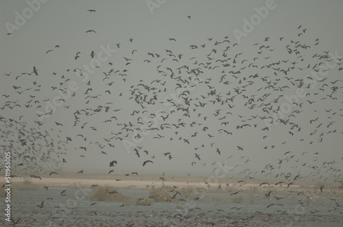 Flock of white-faced whistling ducks, fulvous whistling ducks, garganey and northern pintails. Oiseaux du Djoudj National Park. Saint-Louis. Senegal. photo