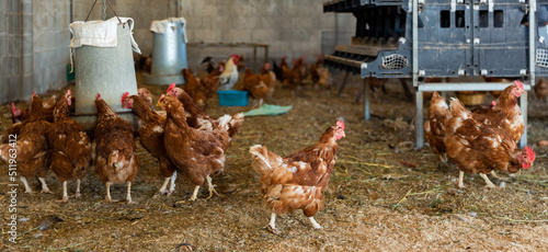 View of chickens in farm poultry house equipped with grain feeding troughs for birds and eggs hatchery section.. photo