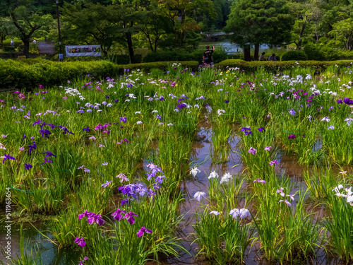 水田に咲くショウブ