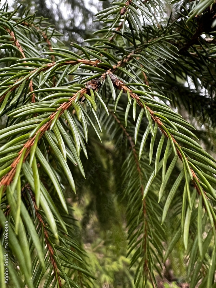 Obraz premium green tree