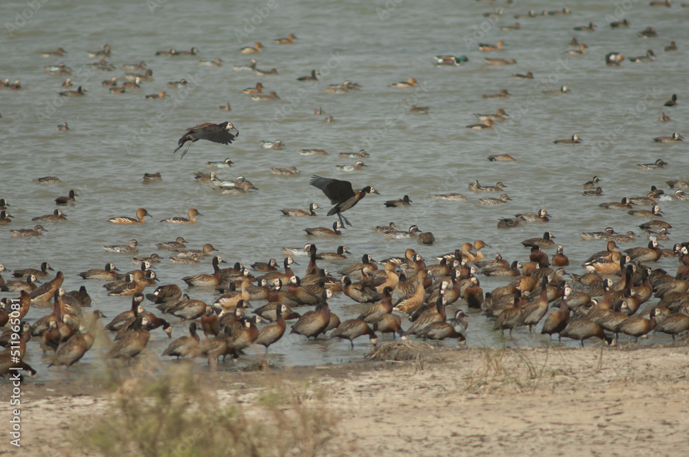 Fototapeta premium Flock of white-faced whistling ducks, fulvous whistling ducks, garganey and northern pintails. Oiseaux du Djoudj National Park. Saint-Louis. Senegal.
