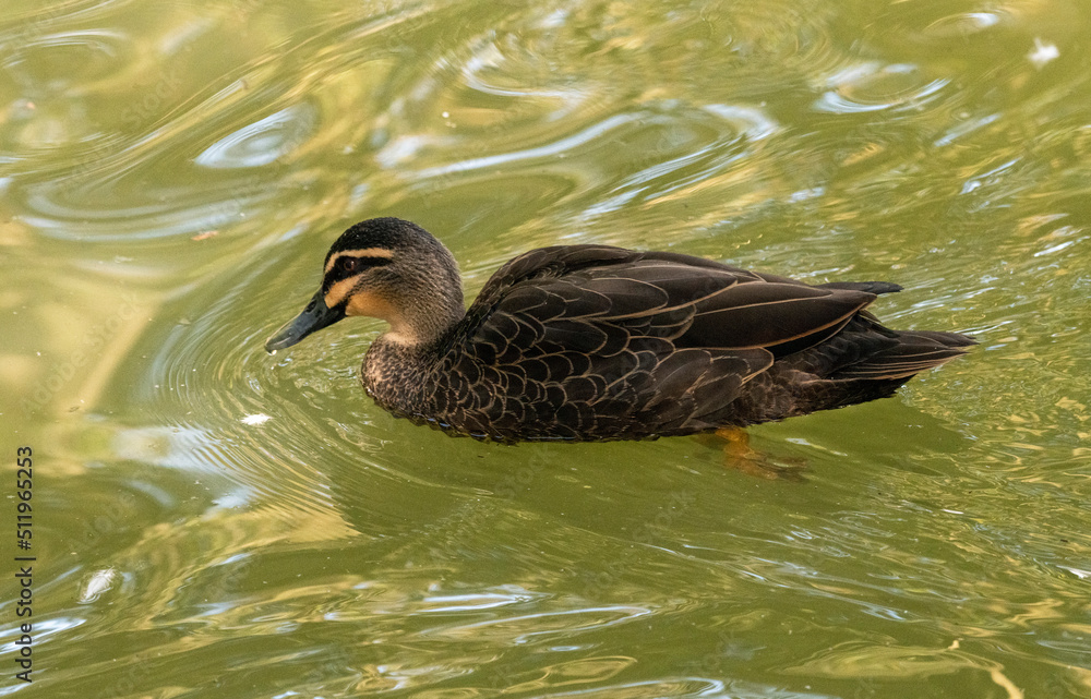 Obraz premium Pacific Black Duck (Anas superciliosa)