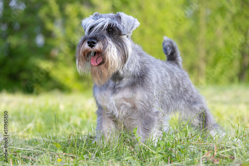 Miniature schnauzer stands in a rack on green grass