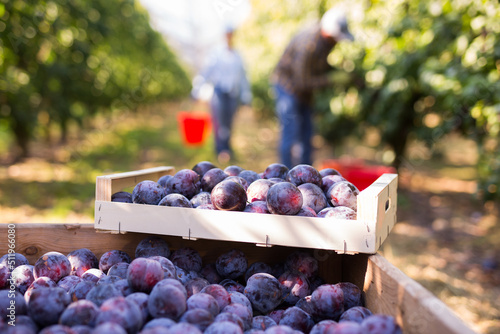 Closeup of ripe purple plums in the the wooden crates at summer garden photo