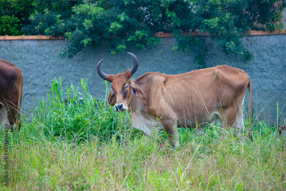 fotografia de natureza: gado, vacas e bois pastando ao ar livre fora da fazenda, durante o dia. fotografia de natureza: gado, vacas e bois pastando ao ar livre fora da fazenda, durante o dia.