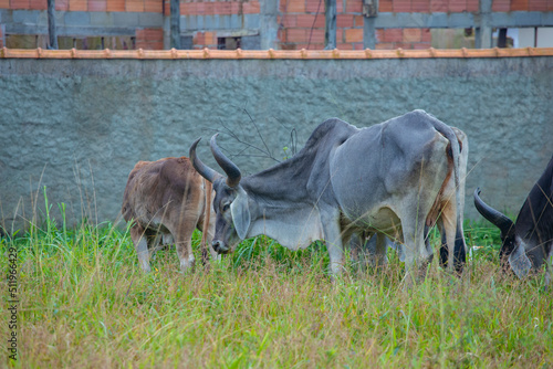 fotografia de natureza: gado, vacas e bois pastando ao ar livre fora da fazenda, durante o dia.  photo