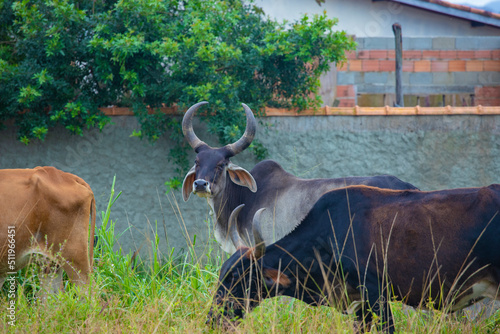 fotografia de natureza: gado, vacas e bois pastando ao ar livre fora da fazenda, durante o dia.  photo