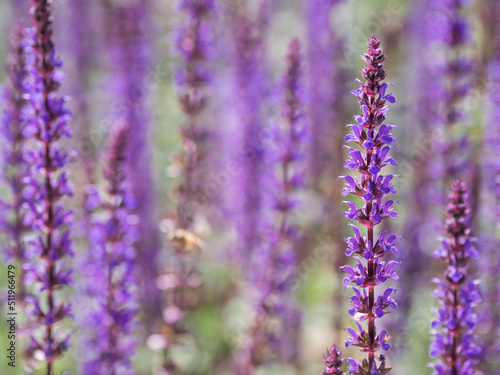 Natural summer background with blooming purple flowers of Woodland Sage or Balkan clary or Salvia nemorosa.