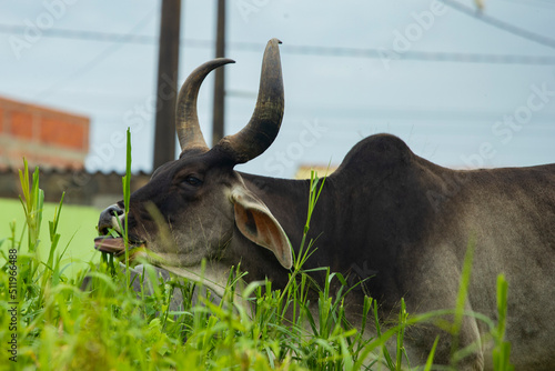 fotografia de natureza: gado, vacas e bois pastando ao ar livre fora da fazenda, durante o dia.  photo