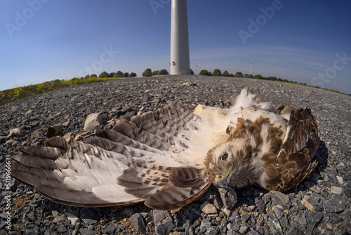 Dead buzzard  hawk, struck and killed by a wind turbine in Germany