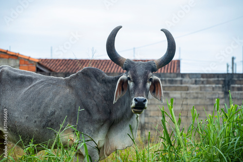 fotografia de natureza: gado, vacas e bois pastando ao ar livre fora da fazenda, durante o dia.  photo