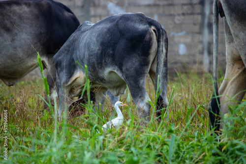 fotografia de natureza: gado, vacas e bois pastando ao ar livre fora da fazenda, durante o dia.  photo