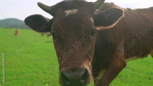 The cow looks into the camera. Cow in the pasture close-up in slow motion.