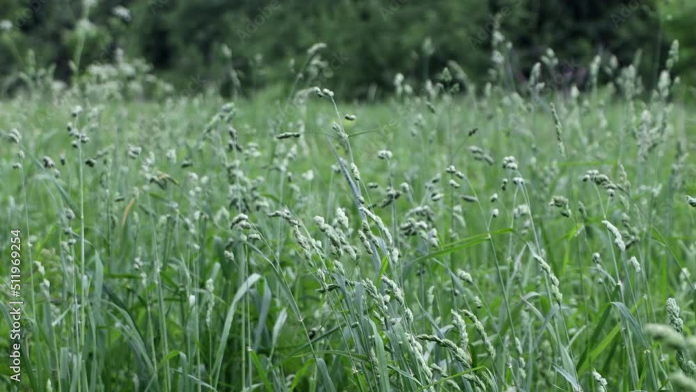 Green Grass Blowing In The Wind, Summer Nature Abstract. Landscape Portrait. Close Up View. 4k. ProRes.