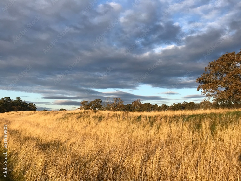 field and sky