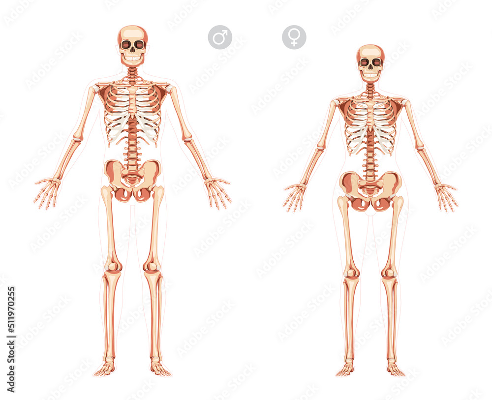 Set of Women and Men Skeleton Human body with open hands position bones of male, female. Lady and gentlemen front view. 3D realistic flat girl and boy concept Vector illustration of anatomy isolated Set of Women and Men Skeleton Human body with open hands position bones of male, female. Lady and gentlemen front view. 3D realistic flat girl and boy concept Vector illustration of anatomy isolated