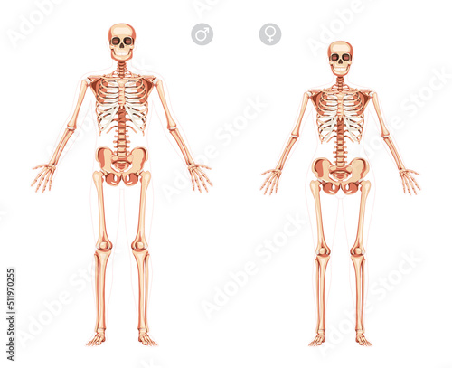 Set of Women and Men Skeleton Human body with open hands position bones of male, female. Lady and gentlemen front view. 3D realistic flat girl and boy concept Vector illustration of anatomy isolated