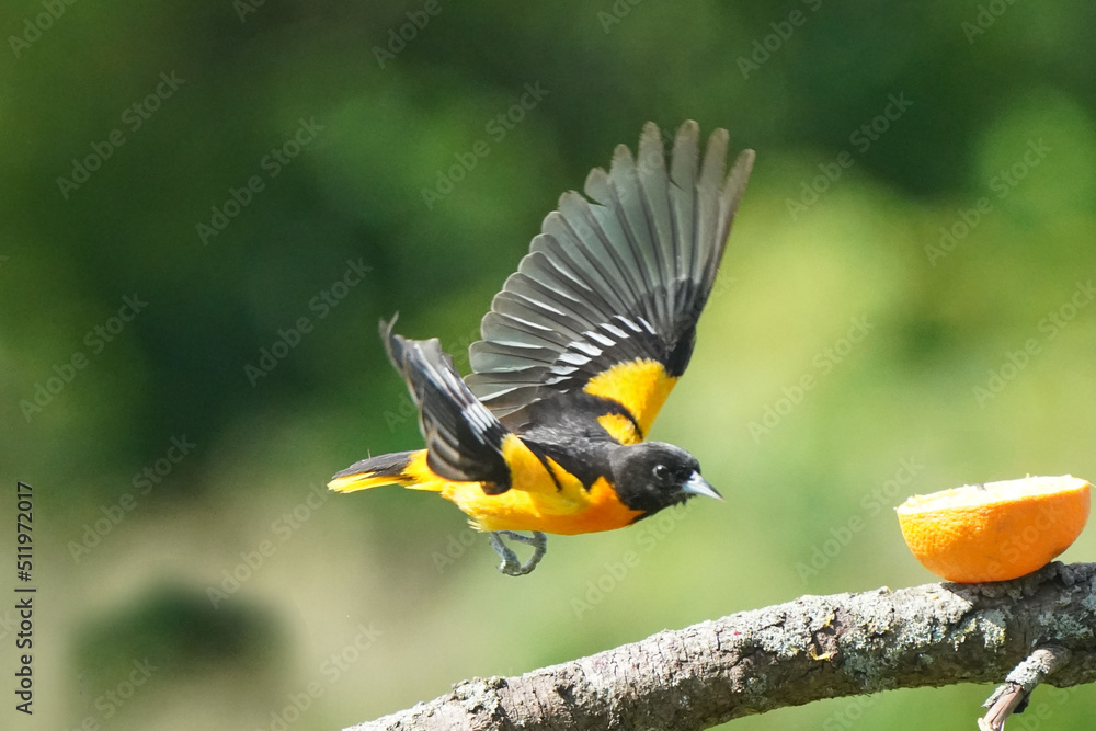 Baltimore Orioles flying perching, eating nectar off Hummingbird feeder