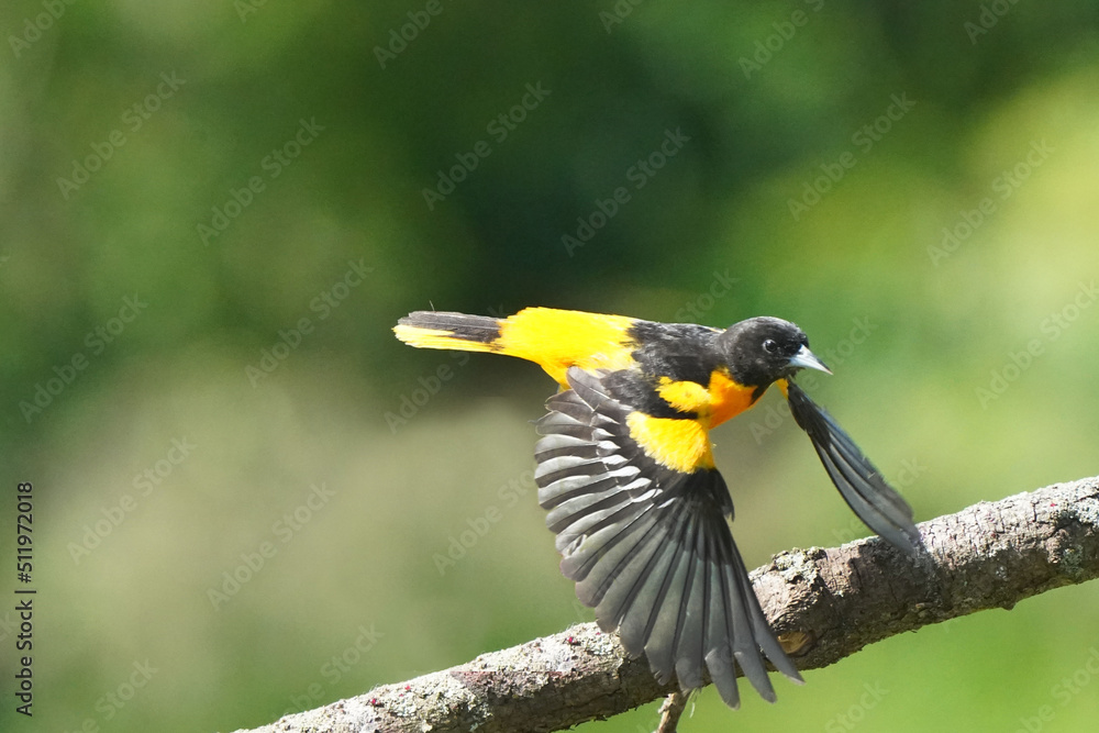 Fototapeta premium Baltimore Orioles flying perching, eating nectar off Hummingbird feeder and taking off on bright summer day