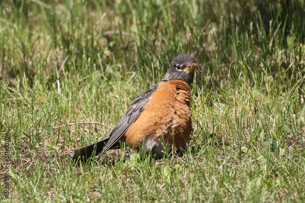 American Robins collecting food for chicks and taking food to nest for two remaining chicks. Two died from predation. Bright summer day American Robins collecting food for chicks and taking food to nest for two remaining chicks. Two died from predation. Bright summer day