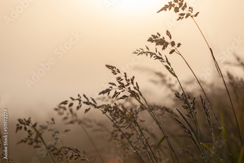 草原の朝 © Digi-lab