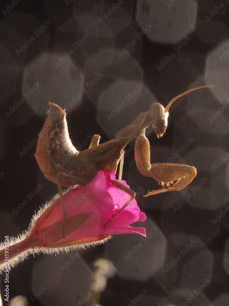 Obraz premium mantis art