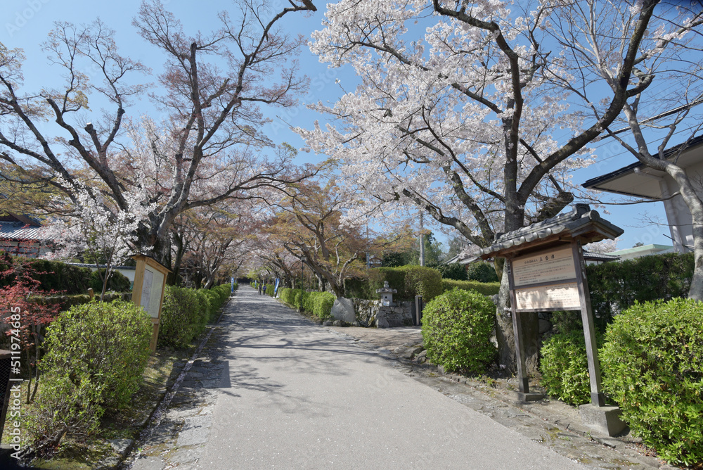 春の西教寺　参道　滋賀県大津市坂本
