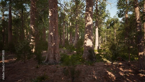 Sequoia redwood trees in the sequoia national park forest