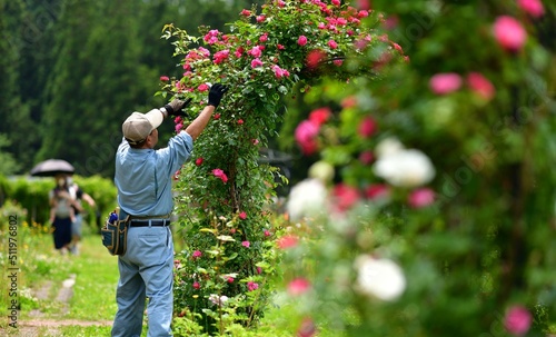 バラ園の手入れ管理を行う造園師