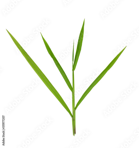 Green grass with long blades isolated on white background.