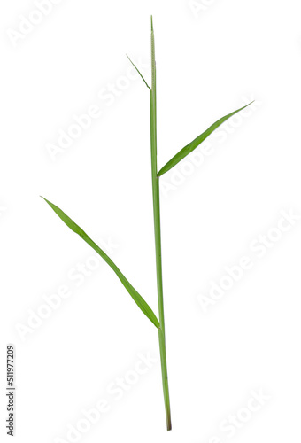 Green grass with long blades isolated on white background. © AungMyo