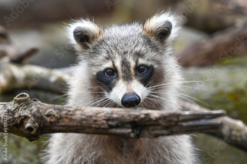 Cute Raccoon © Stuart