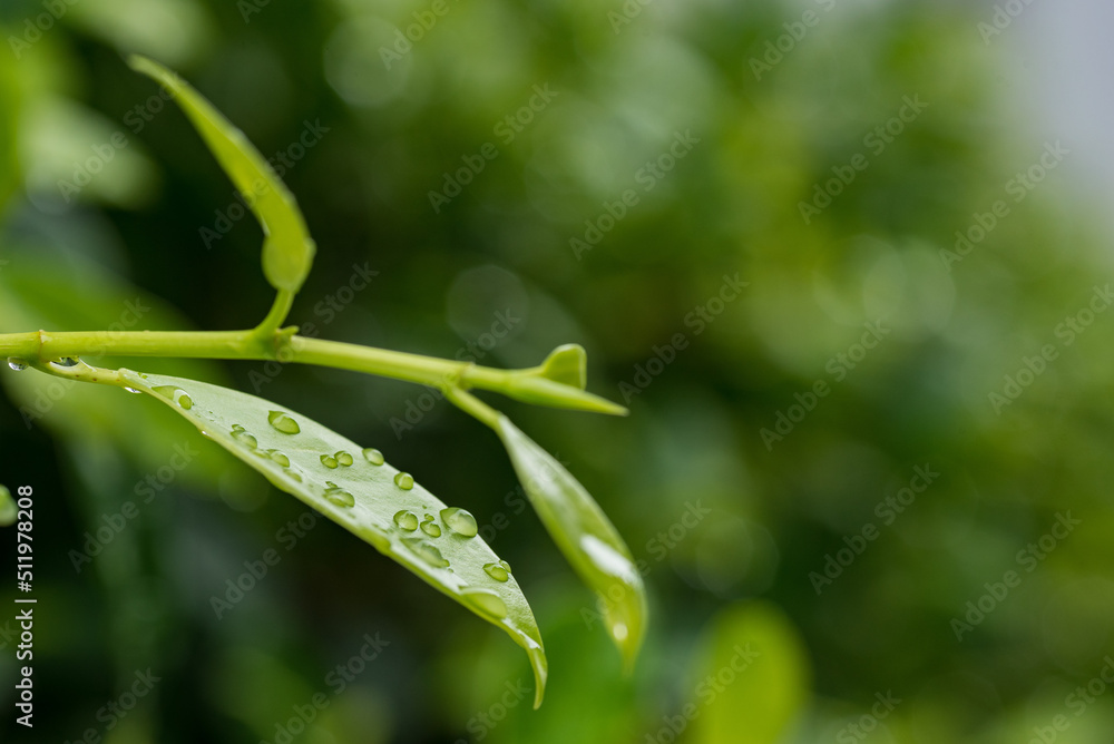 Water on leave background, Green leaf nature
Water on leave background, Green leaf nature