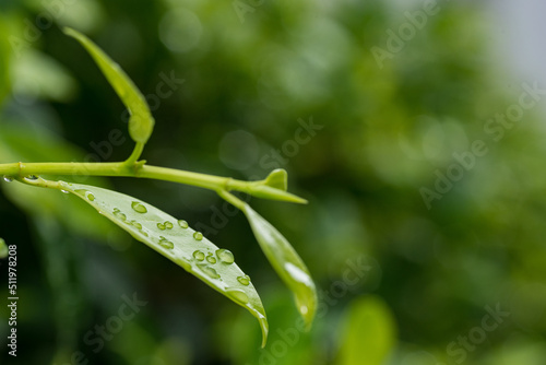 Water on leave background, Green leaf nature 