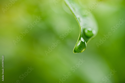 Water on leave background  Green leaf nature  
