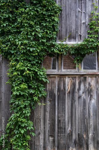 barn wall with green vine growing