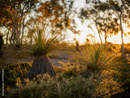 grass trees in the bush at lesueur national park western australia