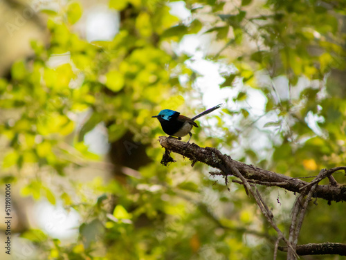 superb blue fairy wren on a branch © David