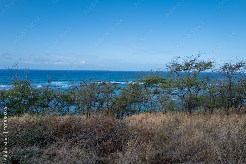 Bushes and Grass on a Mountain with Blue Sky and Ocean Background. Bushes and Grass on a Mountain with Blue Sky and Ocean Background.