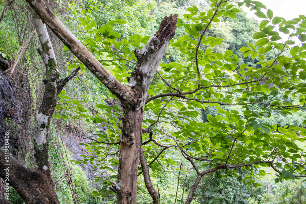 Fototapeta premium tree in the forest