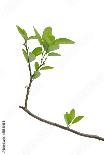 Fresh lime or lemon leaves on branch isolated over white background