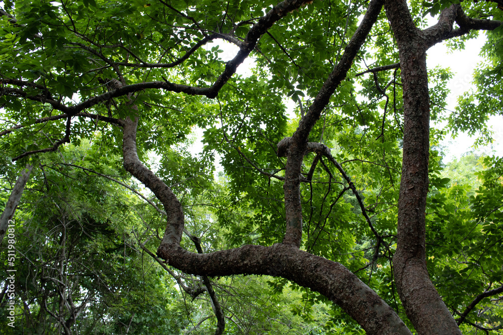 Fototapeta premium tree in the forest