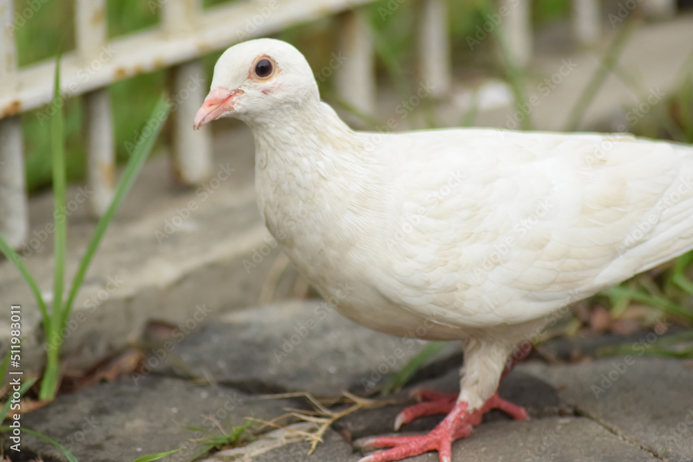 White Pigeon in the street looking for the food, crowd streets and public squares, living on discarded food and offerings of birdseed.
White Pigeon in the street looking for the food, crowd streets and public squares, living on discarded food and offerings of birdseed.