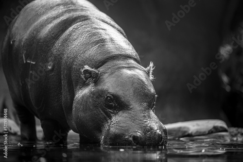Bebe Hipopotamo photo